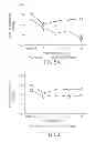 Fig. 06 - Rodent model of central neuropathic pain caused by dorsal root entry zone avulsion at T13