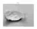 Fig. 08 - Mediterranean mandarin tree named 'ODEM'