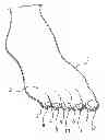 Fig. 01 - FOOT COVERING WITH ARTIFICIAL TOENAILS