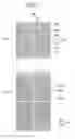 Fig. 06 - Liquid crystal display