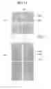 Fig. 15 - Liquid crystal display