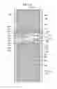 Fig. 22 - Liquid crystal display