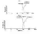 Fig. 04 - MICROVESICLES DERIVED FROM NUCLEATED, MAMMALIAN CELLS AND USE THEREOF