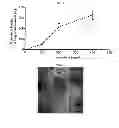 Fig. 07 - MICROVESICLES DERIVED FROM NUCLEATED, MAMMALIAN CELLS AND USE THEREOF