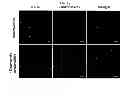 Fig. 08 - MICROVESICLES DERIVED FROM NUCLEATED, MAMMALIAN CELLS AND USE THEREOF