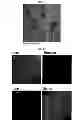 Fig. 09 - MICROVESICLES DERIVED FROM NUCLEATED, MAMMALIAN CELLS AND USE THEREOF