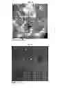 Fig. 32 - MICROVESICLES DERIVED FROM NUCLEATED, MAMMALIAN CELLS AND USE THEREOF