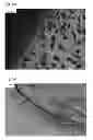 Fig. 06 - Beta sheet tapes ribbons in tissue engineering