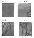 Fig. 08 - Beta sheet tapes ribbons in tissue engineering