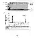 Fig. 08 - Methods useful in studying or modulating skin or hair pigmentation, plant extracts for use in compositions and cosmetic care method