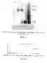 Fig. 03 - CONJUGATES OF A GM-CSF MOIETY AND A POLYMER