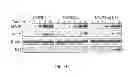 Fig. 07 - Chimeric Newcastle disease viruses and uses thereof