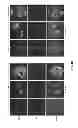 Fig. 09 - Chimeric Newcastle disease viruses and uses thereof