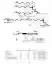 Fig. 01 - Methods and compositions for regulating gene expression