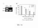 Fig. 11 - Molecular marker for cancer stem cell