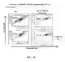 Fig. 23 - Molecular marker for cancer stem cell