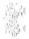 Fig. 05 - Polynucleotides encoding proteins having acquired α-galactosidase activity