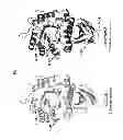 Fig. 07 - Polynucleotides encoding proteins having acquired α-galactosidase activity