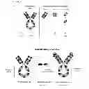 Fig. 02 - Methods of Improving the Therapeutic Efficacy and Utility of Antibody Fragments