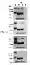 Fig. 33 - Compounds