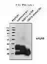 Fig. 40 - Compounds