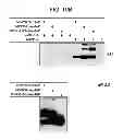 Fig. 41 - Compounds