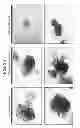 Fig. 47 - Compounds