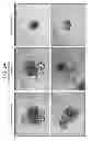 Fig. 49 - Compounds
