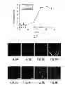Fig. 08 - Antibody based reagent that specifically recognizes toxic oligomeric form of beta-amyloid