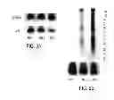 Fig. 09 - Antibody based reagent that specifically recognizes toxic oligomeric form of beta-amyloid