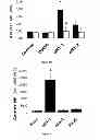 Fig. 08 - Methods for treating vaso-occlusive crisis using non-modified annexin V