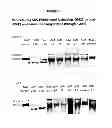 Fig. 43 - CDIM binding proteins and uses thereof