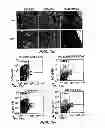 Fig. 03 - Diagnostic and Therapeutic Targets for Leukemia