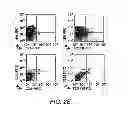 Fig. 06 - Diagnostic and Therapeutic Targets for Leukemia