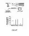 Fig. 07 - Diagnostic and Therapeutic Targets for Leukemia