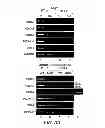 Fig. 08 - Diagnostic and Therapeutic Targets for Leukemia