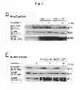Fig. 03 - B-type plexin antagonists and uses thereof