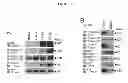 Fig. 04 - B-type plexin antagonists and uses thereof