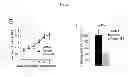 Fig. 06 - B-type plexin antagonists and uses thereof