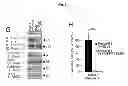 Fig. 07 - B-type plexin antagonists and uses thereof