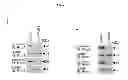 Fig. 08 - B-type plexin antagonists and uses thereof