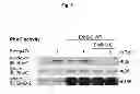 Fig. 20 - B-type plexin antagonists and uses thereof