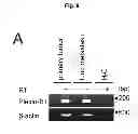 Fig. 28 - B-type plexin antagonists and uses thereof