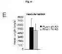 Fig. 32 - B-type plexin antagonists and uses thereof
