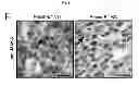Fig. 33 - B-type plexin antagonists and uses thereof