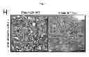 Fig. 35 - B-type plexin antagonists and uses thereof