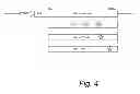Fig. 05 - NOVEL HYPOALLERGENS