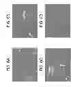 Fig. 07 - TDF-related compounds and analogs thereof