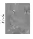 Fig. 10 - TDF-related compounds and analogs thereof