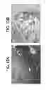 Fig. 16 - TDF-related compounds and analogs thereof